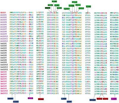 Structure, Function, Regulation and Phylogenetic Relationship of ZIP Family Transporters of Plants